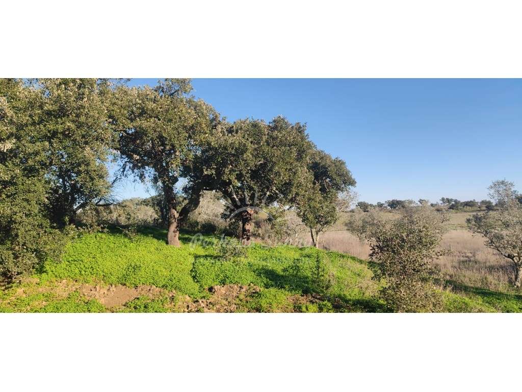 TERRENO RÚSTICO PARA VENDA - UMA OPORTUNIDADE NA SERRA DE GRÂNDOLA-18