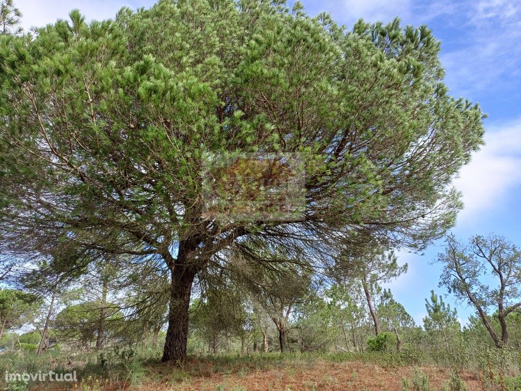 Terreno a 15 minutos da Praia e Lagoa de Melides