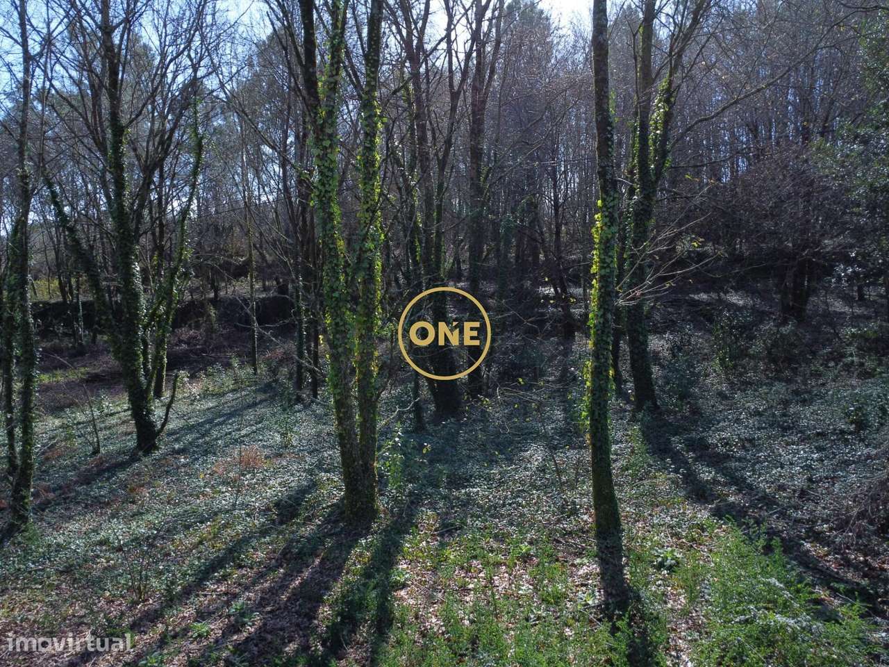 Bouça florestal com 8000m2 em Valdreu – Excelente oportunidade - Grande imagem: 4/23