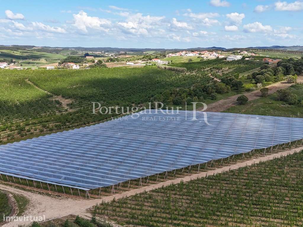 Exploração Agrícola com 37 ha e produção de Pera Rocha no Cadaval-40