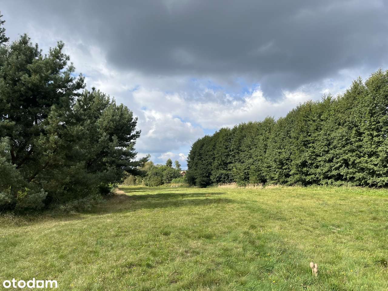 Działki o różnych metrażach w lesie dogodny dojazd Września - Pełny obrazek: 2/15