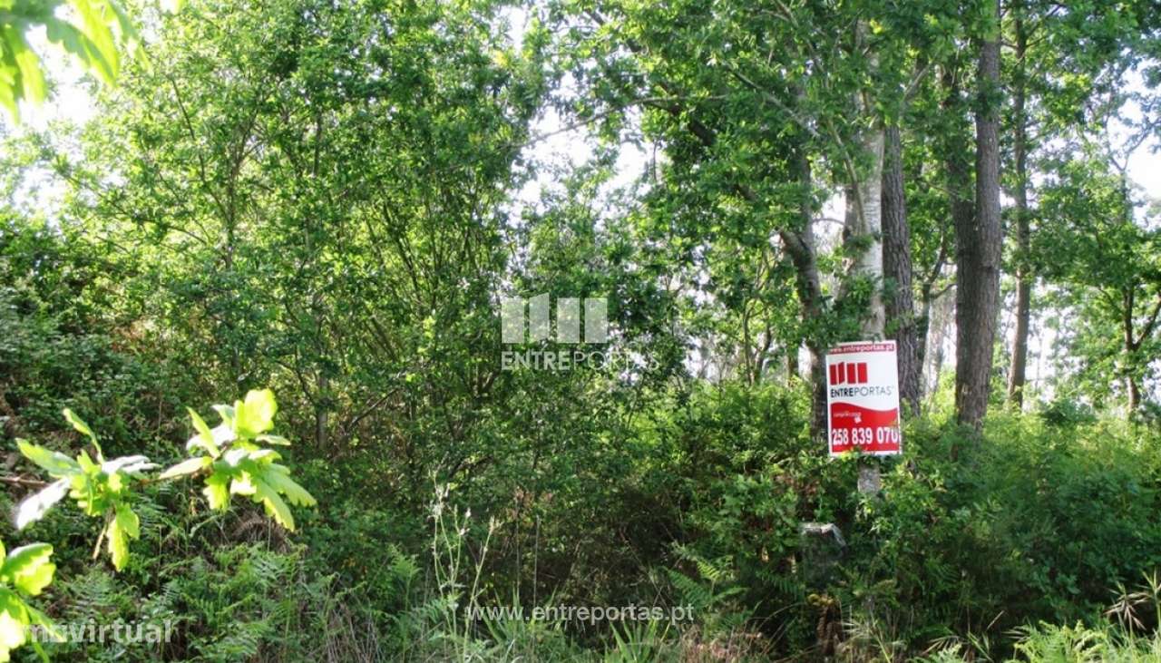 Venda de terreno florestal, Fragoso, Barcelos - Grande imagem: 1/4