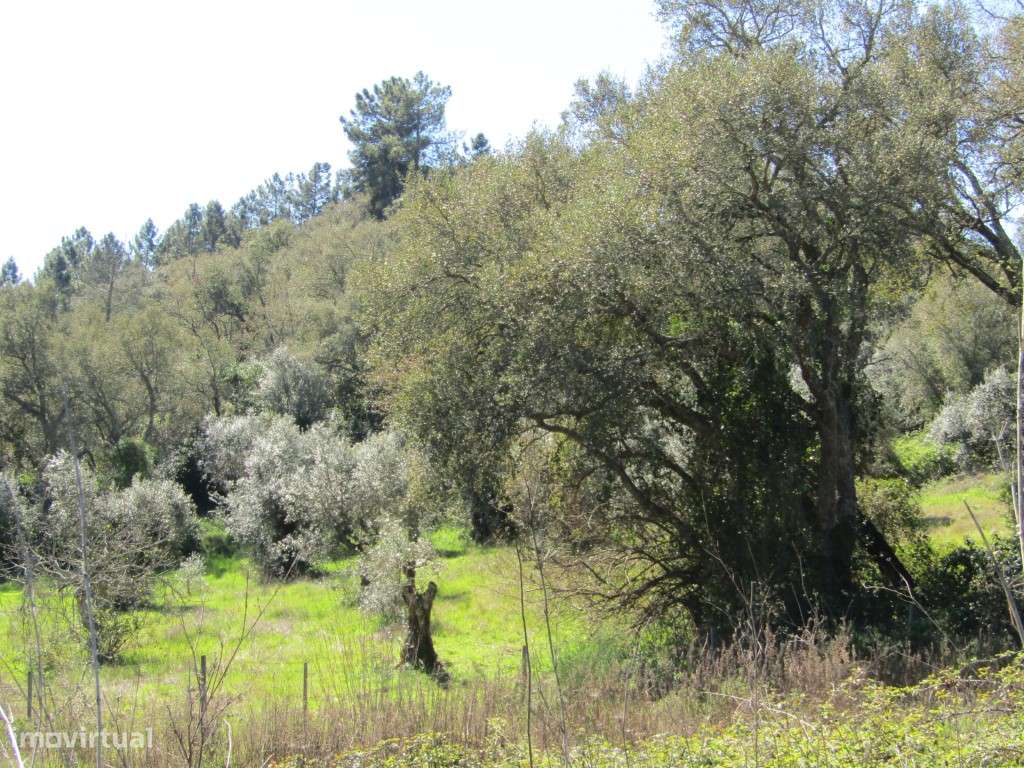 Terreno da Figueira Regal , Sardoal-8