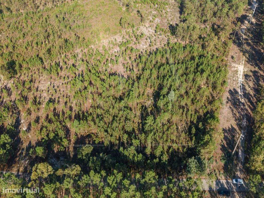 Terreno Rústico | Varziela, Cantanhede - Grande imagem: 2/21