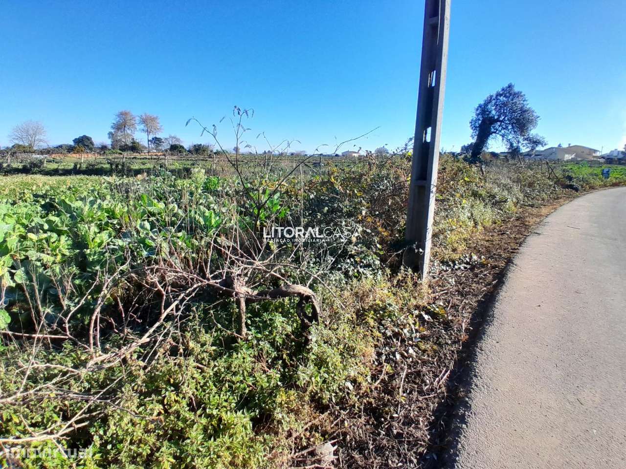 Terreno com 2 artigos em Mamodeiro - Grande imagem: 5/15