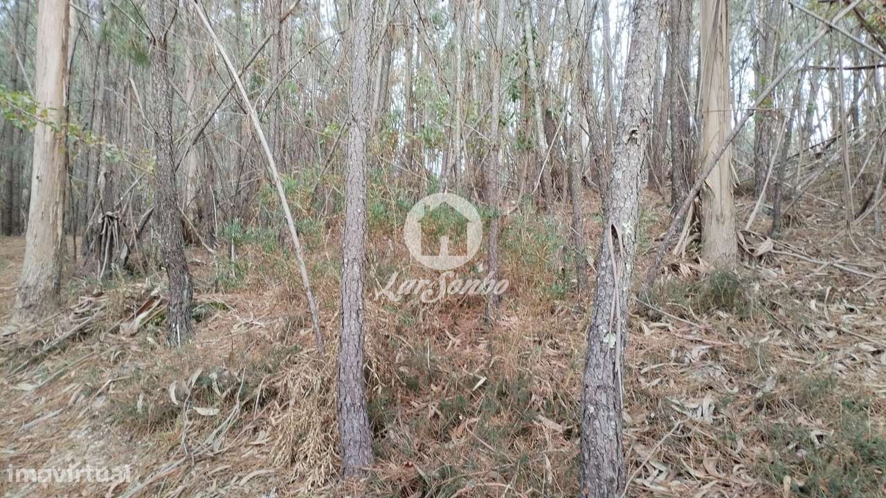 Terreno de 3600m² para Plantação ou Cultivo no Parque Natural do Gerês - Grande imagem: 4/4