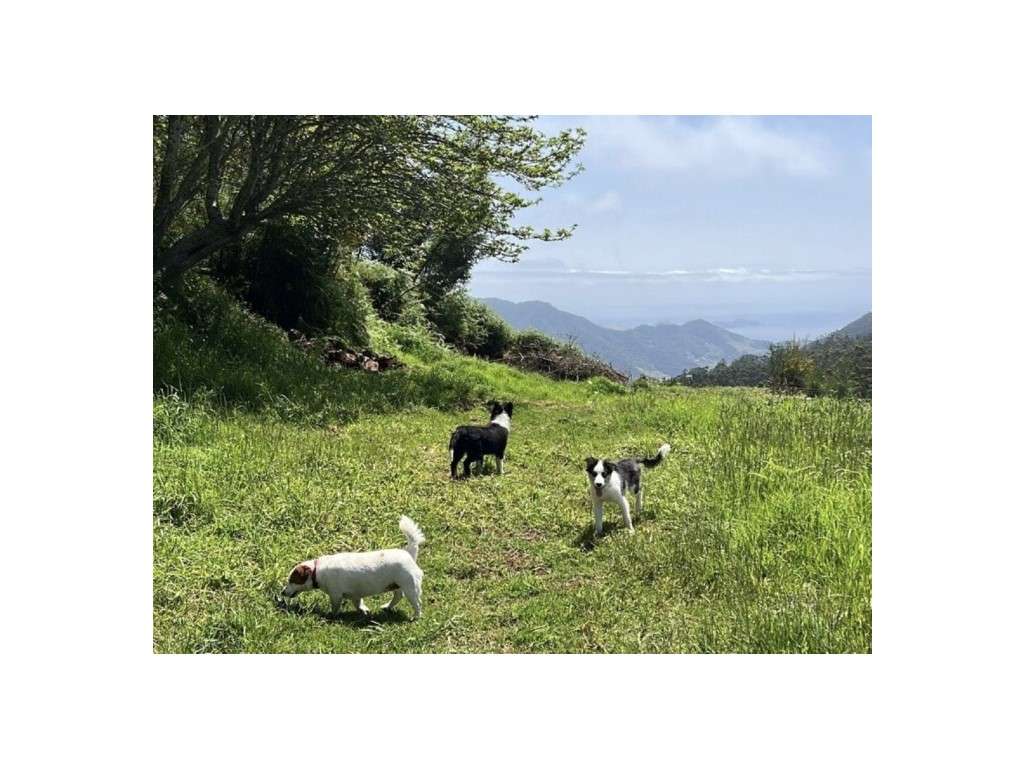 Moradia com terreno de 1.2 ha - Santo da Serra-1