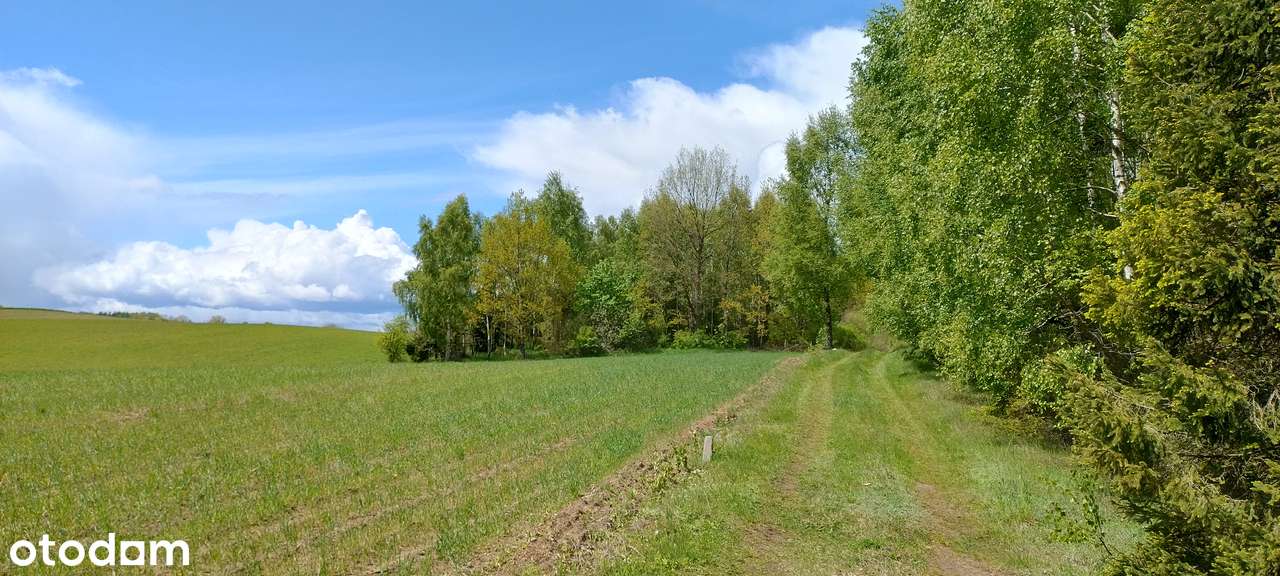 Urokliwa działka z domkiem na Kaszubach las staw cisza tylko 29 zł/m2! - Pełny obrazek: 3/5