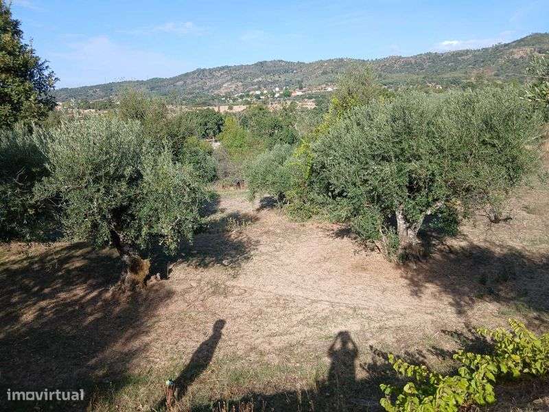 Terreno com arvores - Grande imagem: 4/12