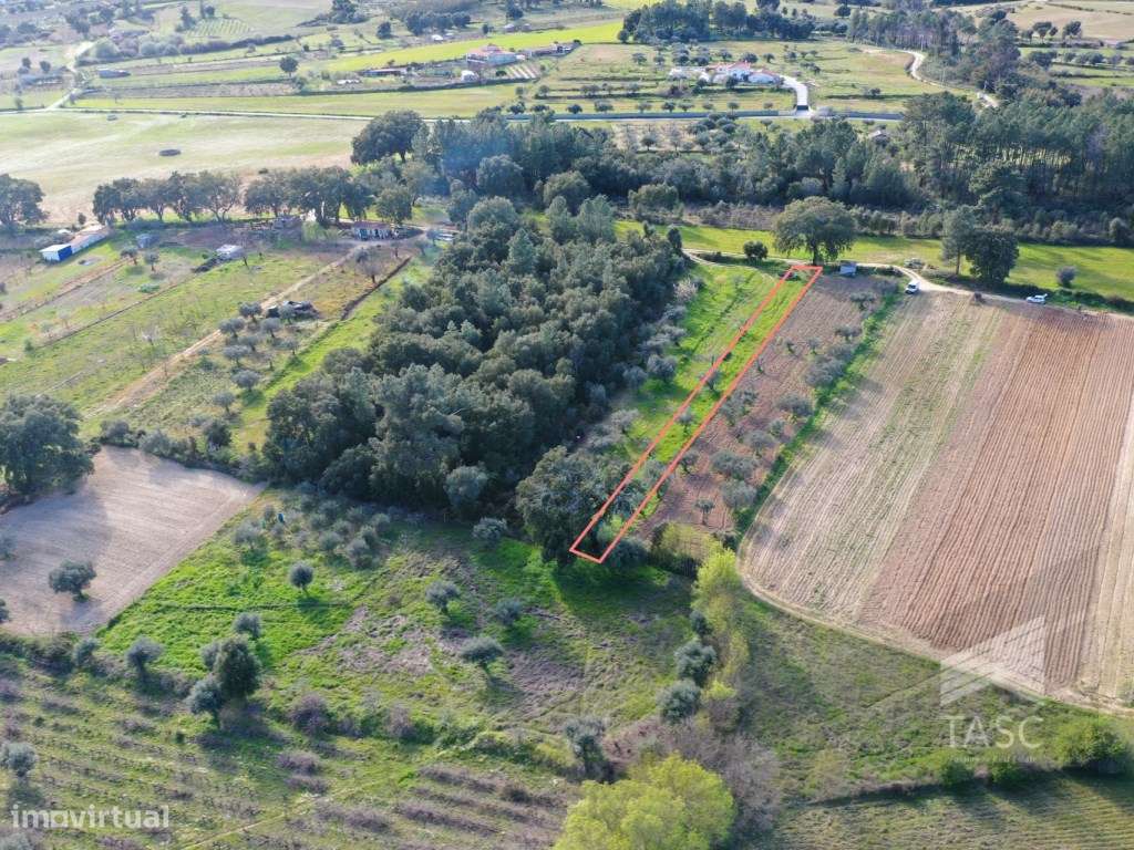 Terreno com Oliveiras no Telhado - Grande imagem: 3/8