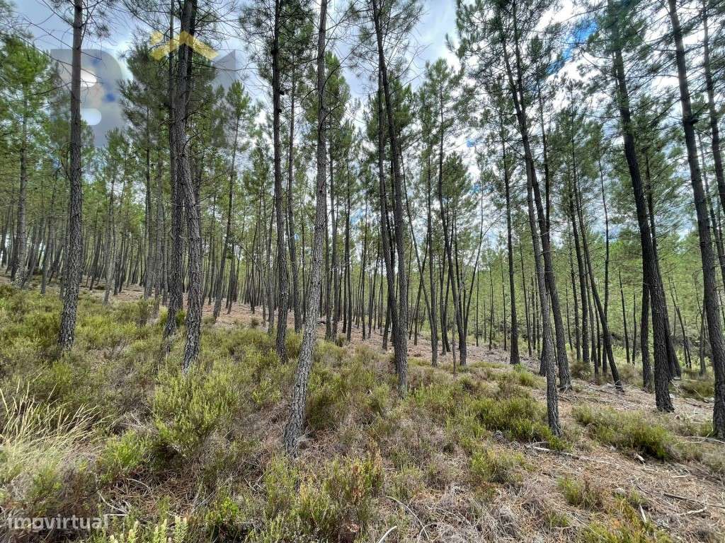Pinhal à Venda em São Vicente da Beira! - Grande imagem: 3/10