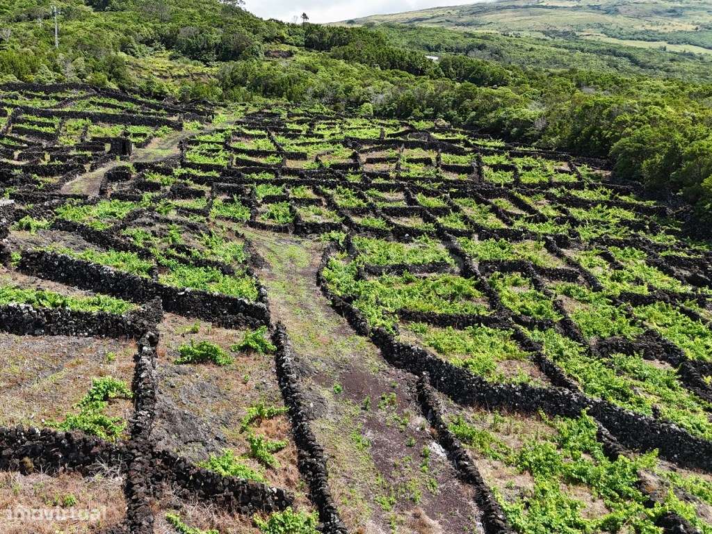 Terreno com Vinhas, Vista Mar e Viabilidade de Construção, Lajinha ... - Grande imagem: 5/10