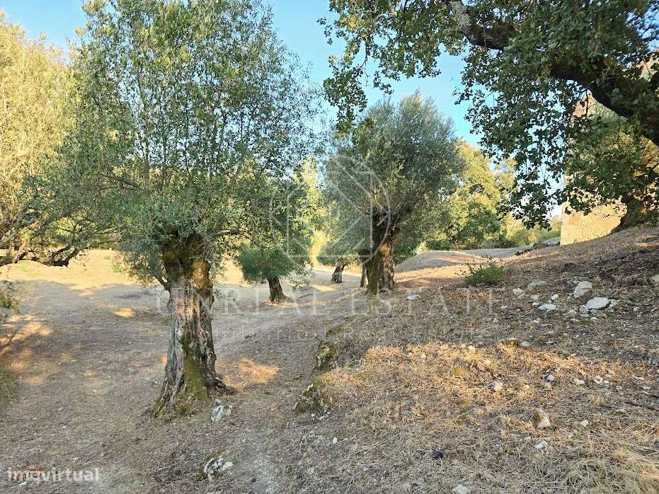 Terreno Misto  Venda em Torres Novas (São Pedro), Lapas e Ribeira Bran-5