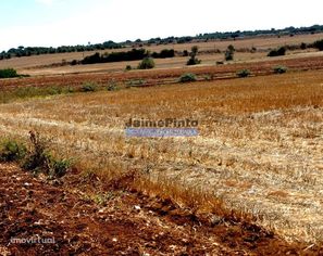 30ha terra agrícola com água. Portugal, Figueira de Castelo Rodrigo.