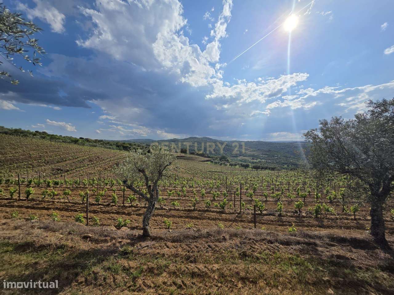 Quinta dos Cantos — Propriedade com vinha, olival e potencial agrícola-4