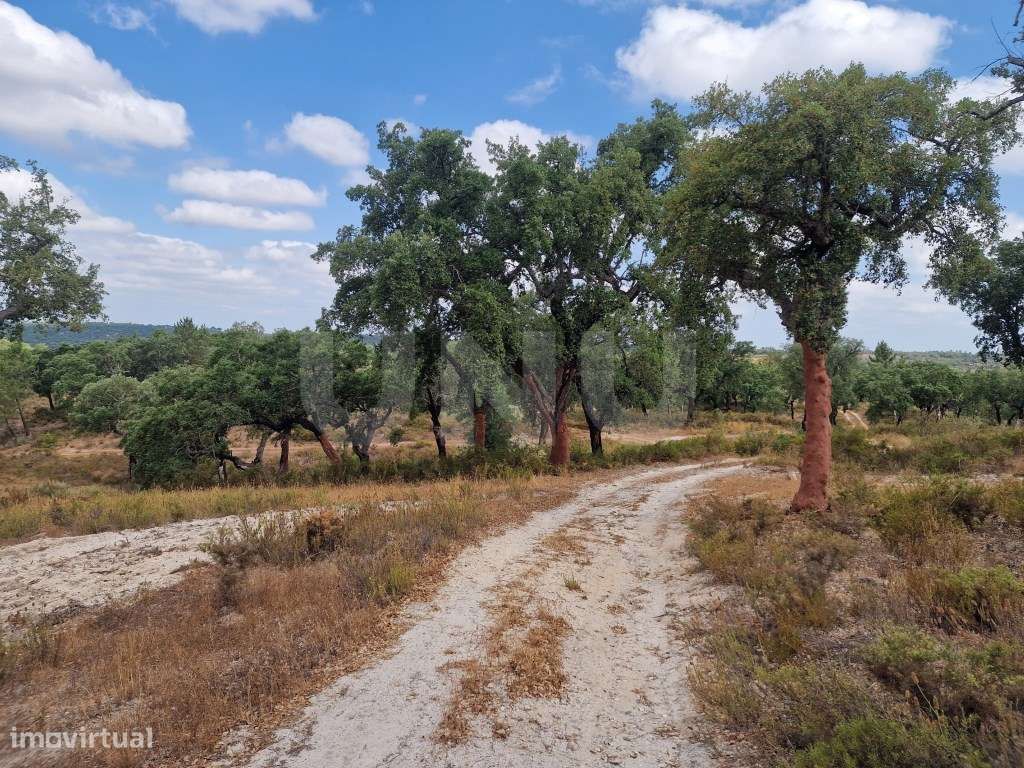 Terreno 14 HECTARES COM SOBREIROS E PINHEIROS-11