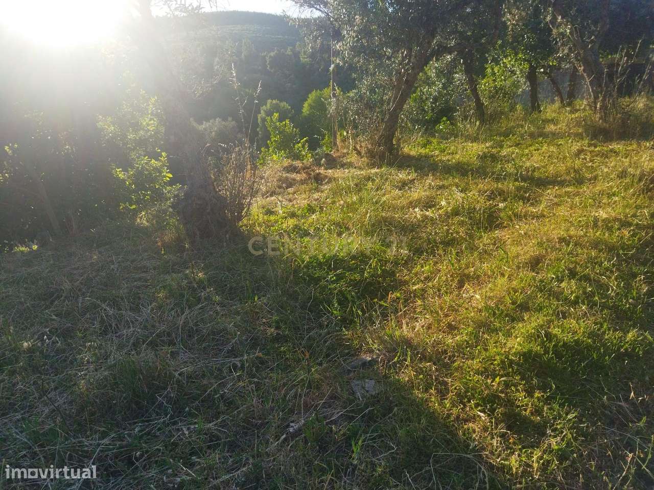 Terreno rústico | São Vicente da Beira, Castelo Branco - Grande imagem: 2/11