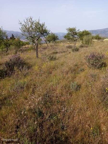 Terreno rústico em sequeiros Moncorvo - Grande imagem: 3/8