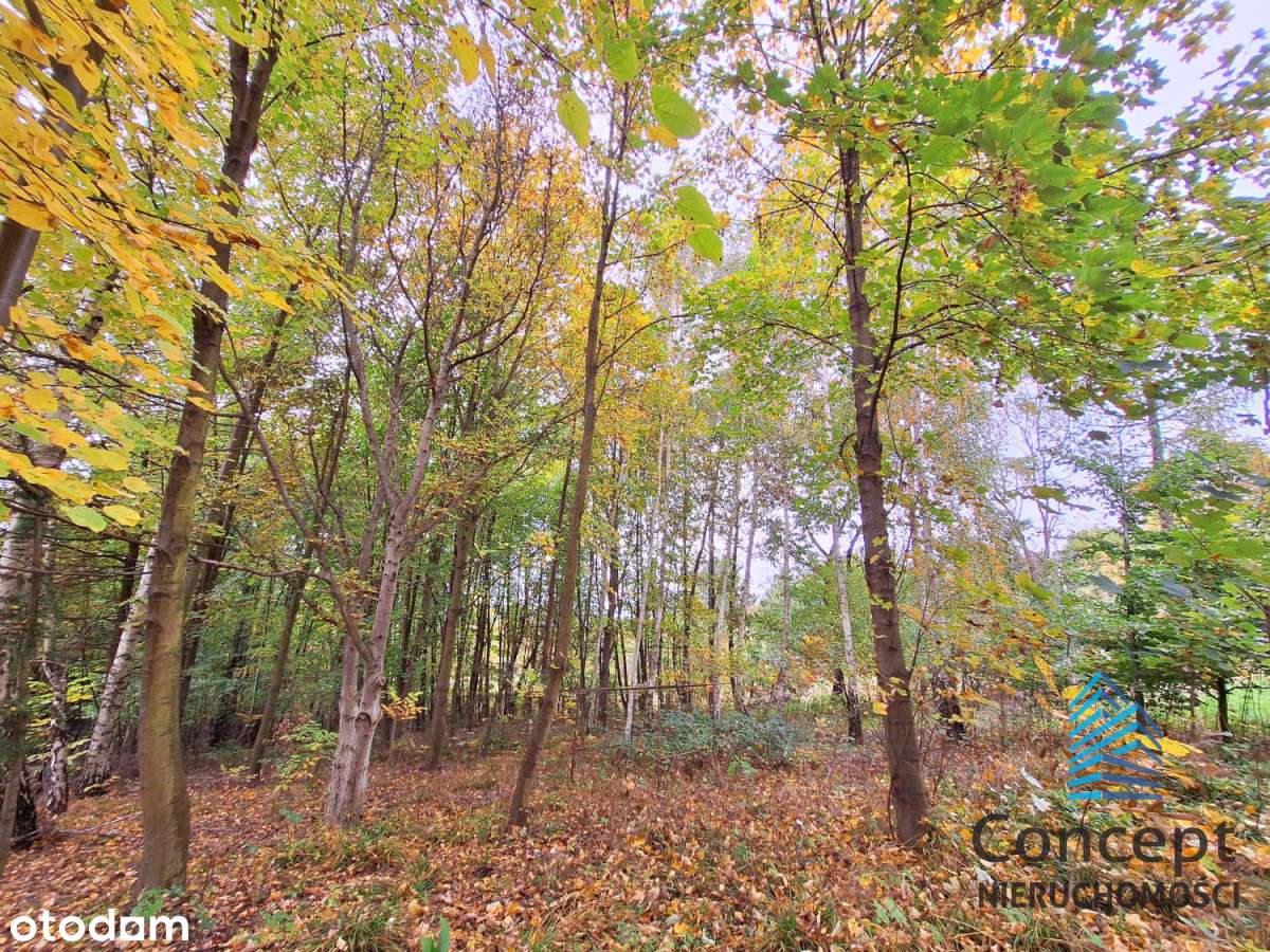 Jadowniki - dom i 97 arów działki-15