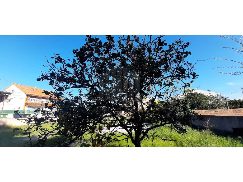 O Lugar Ideal para a Sua Futura Moradia no Pinhal do General-12