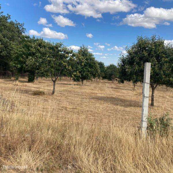 Terreno Agrícola em Pinela, Bragança - Grande imagem: 4/10