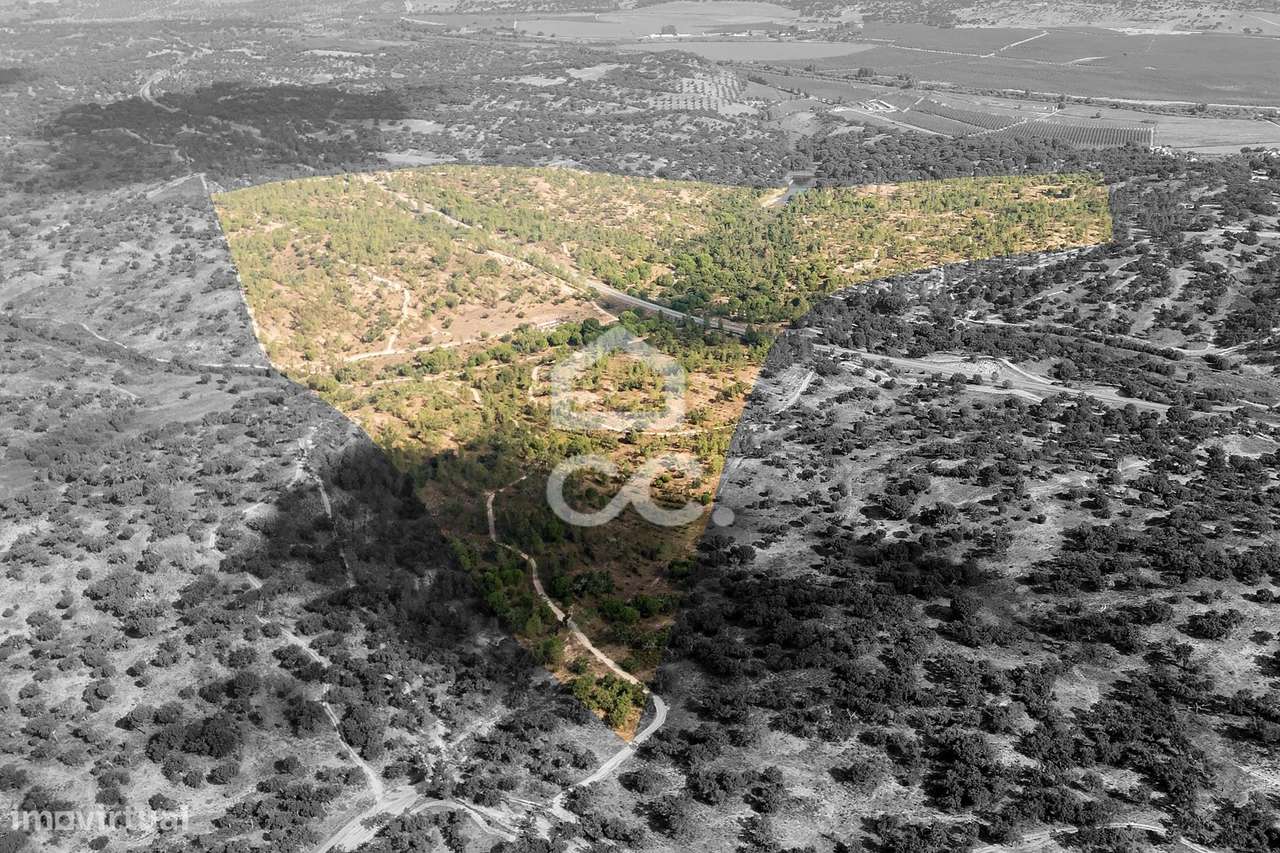 Herdade de 71,7 ha c/ Barragem e Casas de Apoio Agrícola | Mora - Grande imagem: 5/51