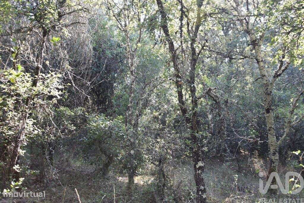 Terreno em Areias e Pias de 7520,00 m2 - Grande imagem: 5/23