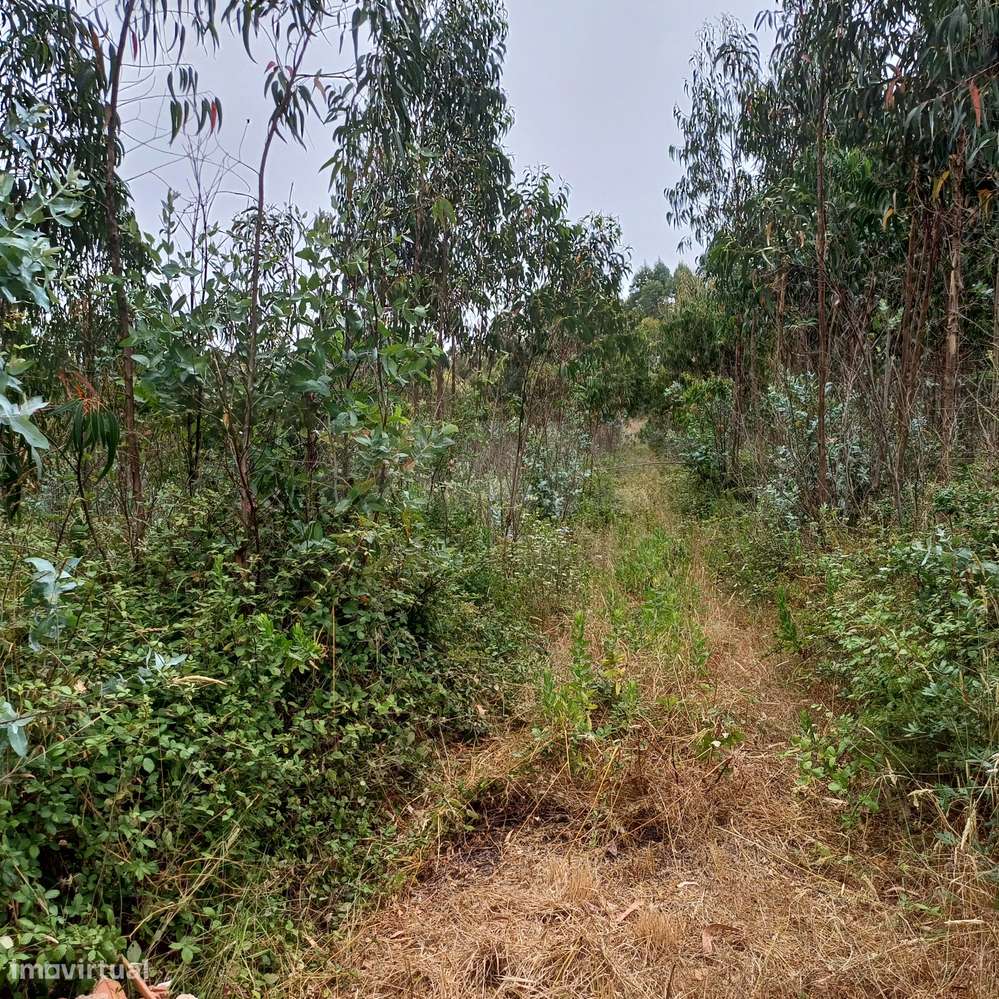 Terreno com viabilidade de construção de 3300m2 - Grande imagem: 2/4