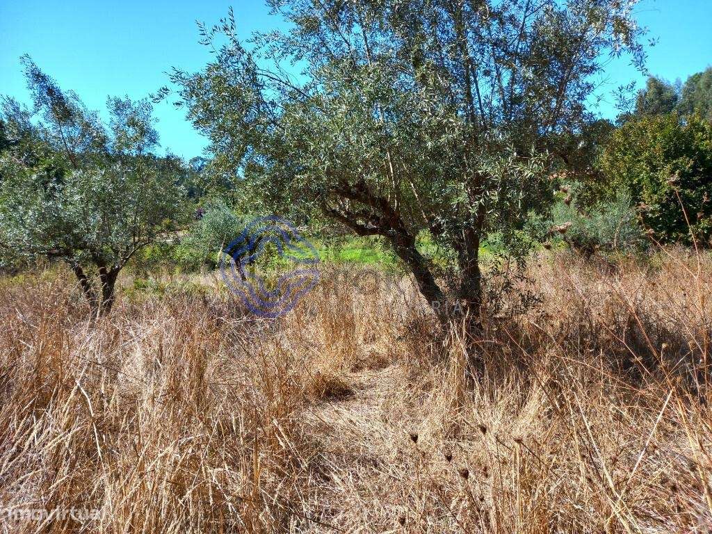 Terreno agrícola com uma ribeira a 10 minutos de Dornes-14