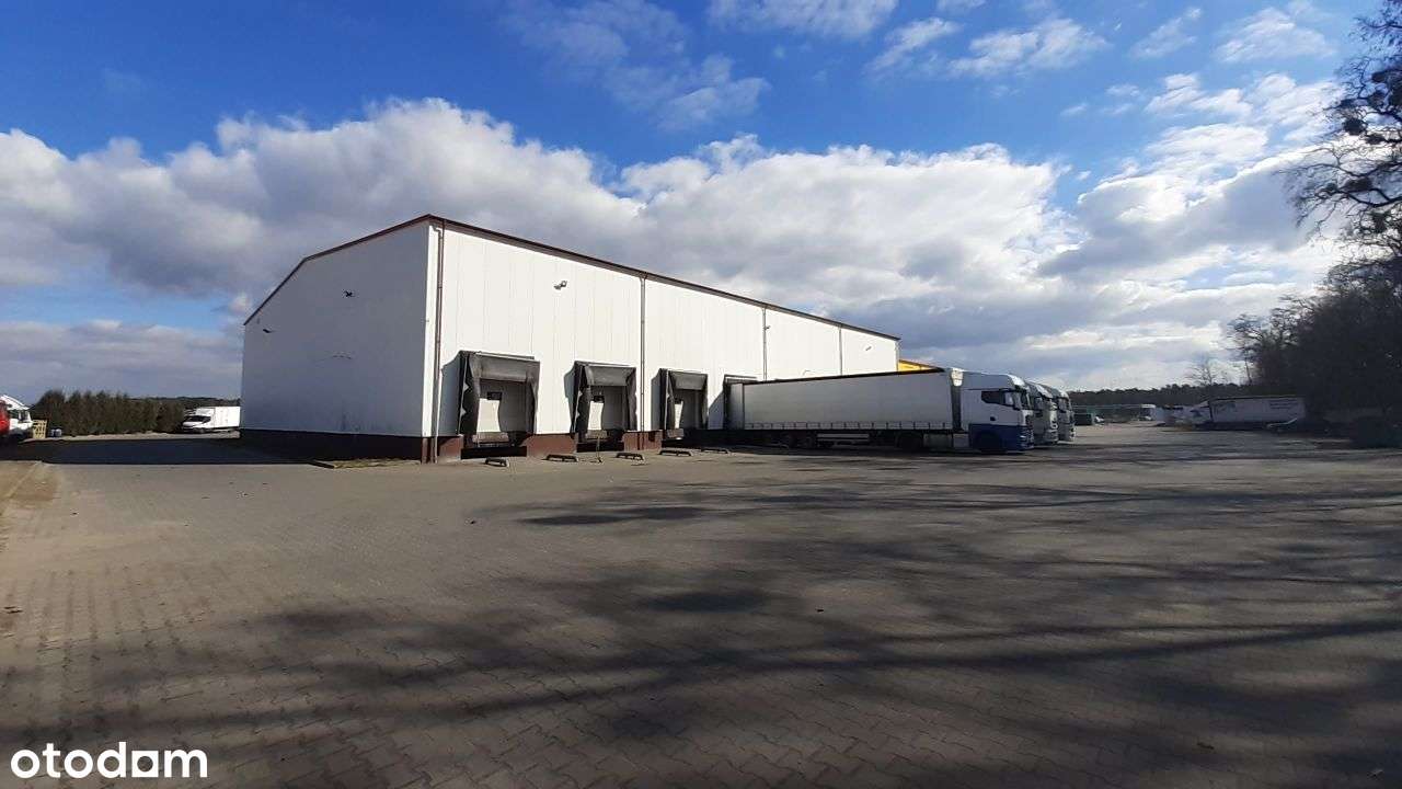 Hala magazynowa / Magazyn - 5925m2 -Zbrudzewo/Śrem - Pełny obrazek: 5/13