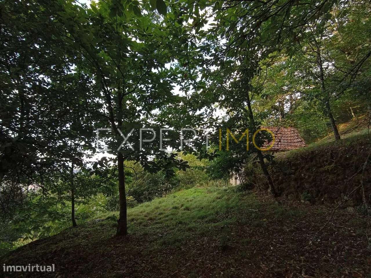 Terreno rústico com casa ade arrumos à venda em São Romão em plena... - Grande imagem: 4/21