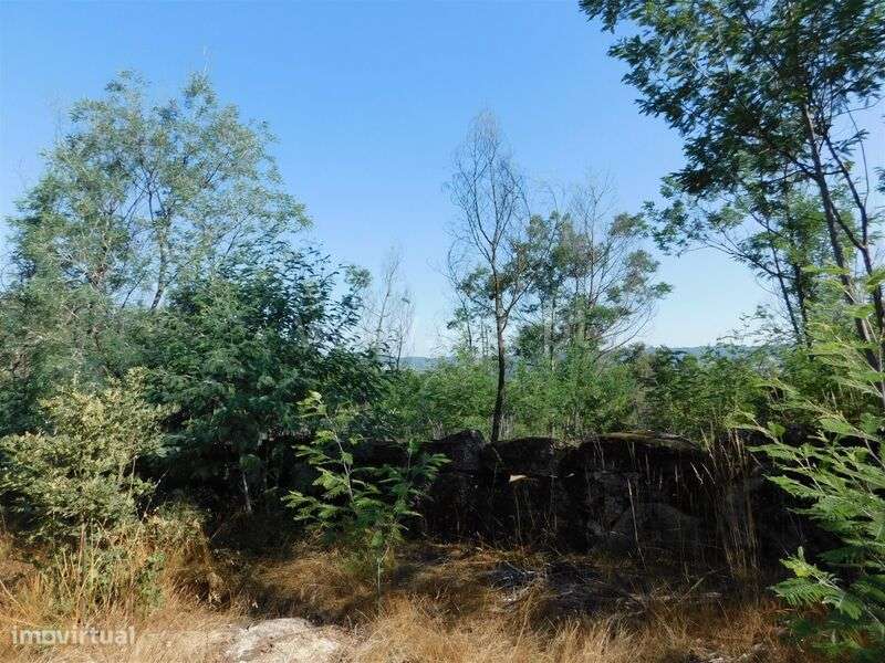 Terreno / Fundão, Pêro Viseu - Grande imagem: 3/14