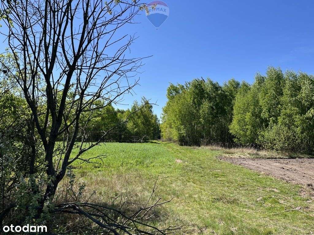 Działka rolna z samosiejkami - Pełny obrazek: 5/14