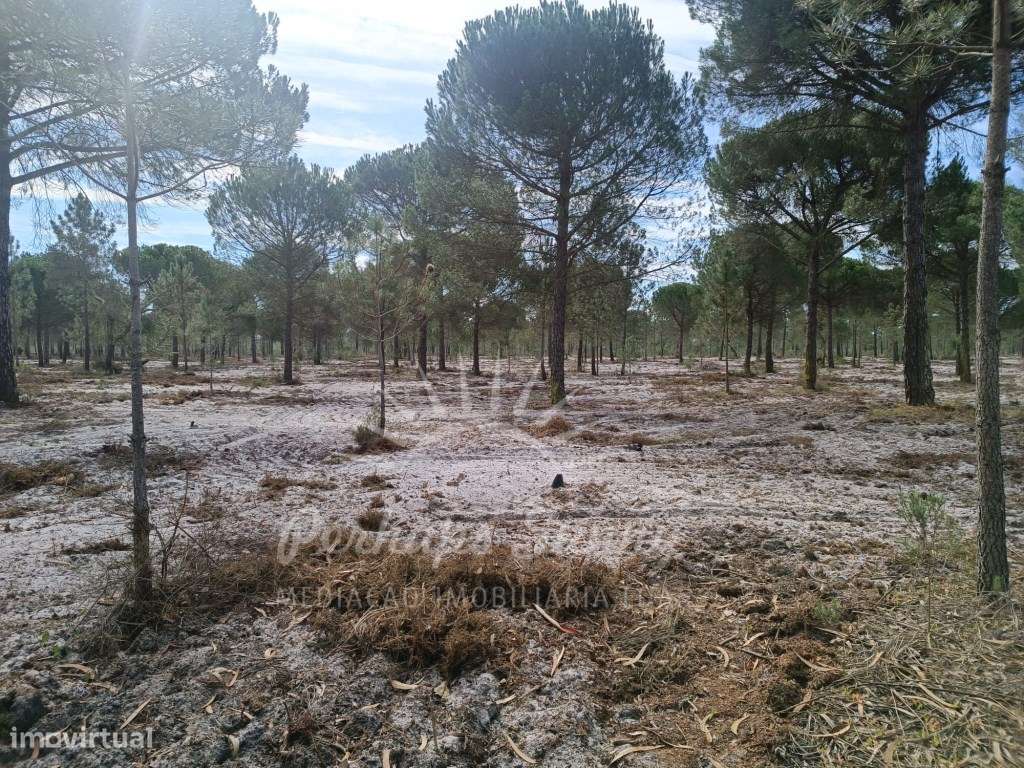 Herdade Bicas - Comporta-14