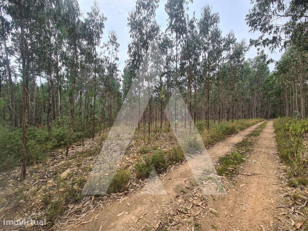 Terreno Industrial em Pinheiro da Bemposta - Grande imagem: 3/7