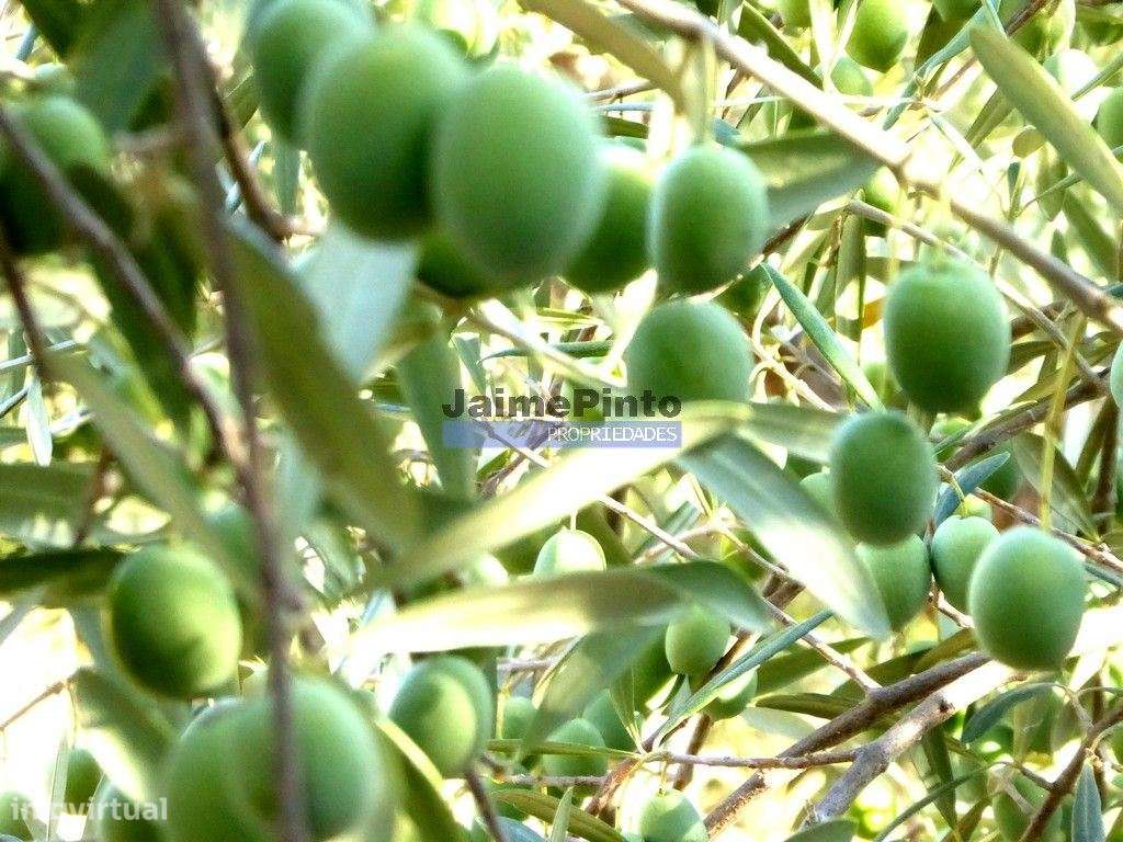 45.000m2 Olival, árvores de fruto e ruína. Portugal, F. C. Rodrigo,... - Grande imagem: 1/7
