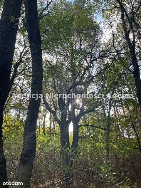 Działka, 5 303 m², Osłowo-6