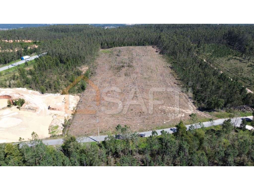 Terreno Rústico com 1 Hectare à Venda no Relvão, Redinha - Pombal - Grande imagem: 5/13