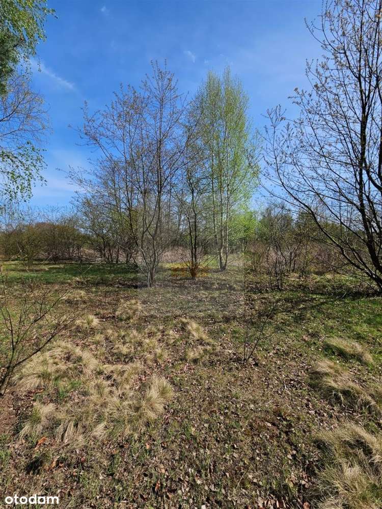 Nowa Cena działka bud 4319m2 Pęclin, gm. Wiązowna - Pełny obrazek: 5/7