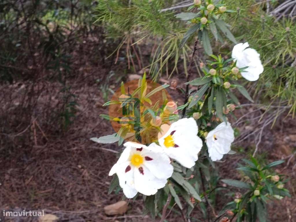 TERRENO COM 87.920 M2 - COM POSSIBILIDADE DE CONSTRUÇÃO - HABITAÇÃO... - Grande imagem: 4/29