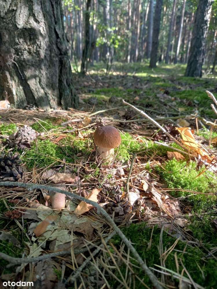 działka - Pełny obrazek: 3/12