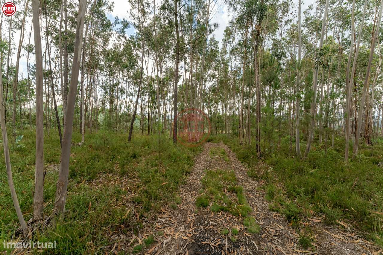 Terreno rústico com 8.000m2 em Lever - Grande imagem: 5/20