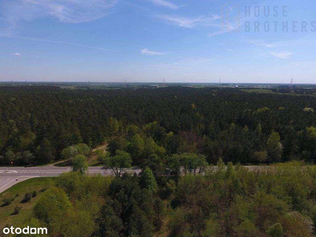 Las w Laskowcu - Pełny obrazek: 4/5