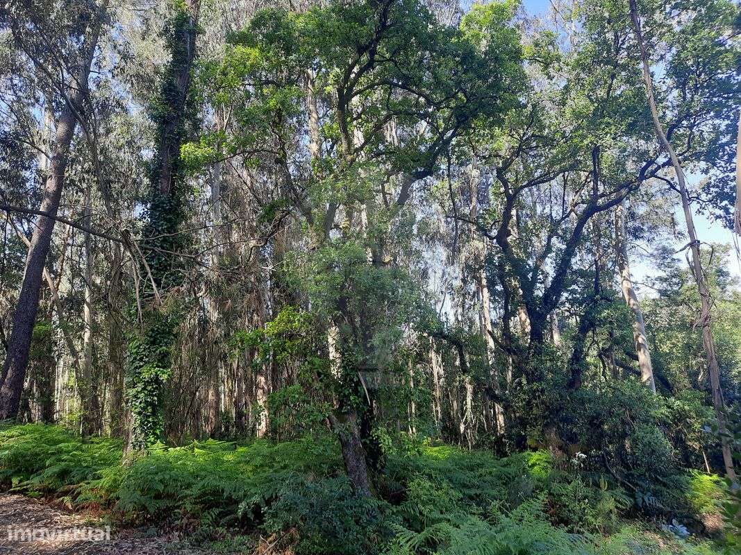 Terreno  para venda - Grande imagem: 4/5