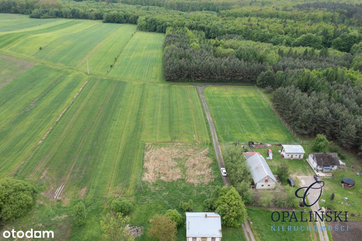 Cisza | Spokój | Las | Budowlana - Pełny obrazek: 4/6