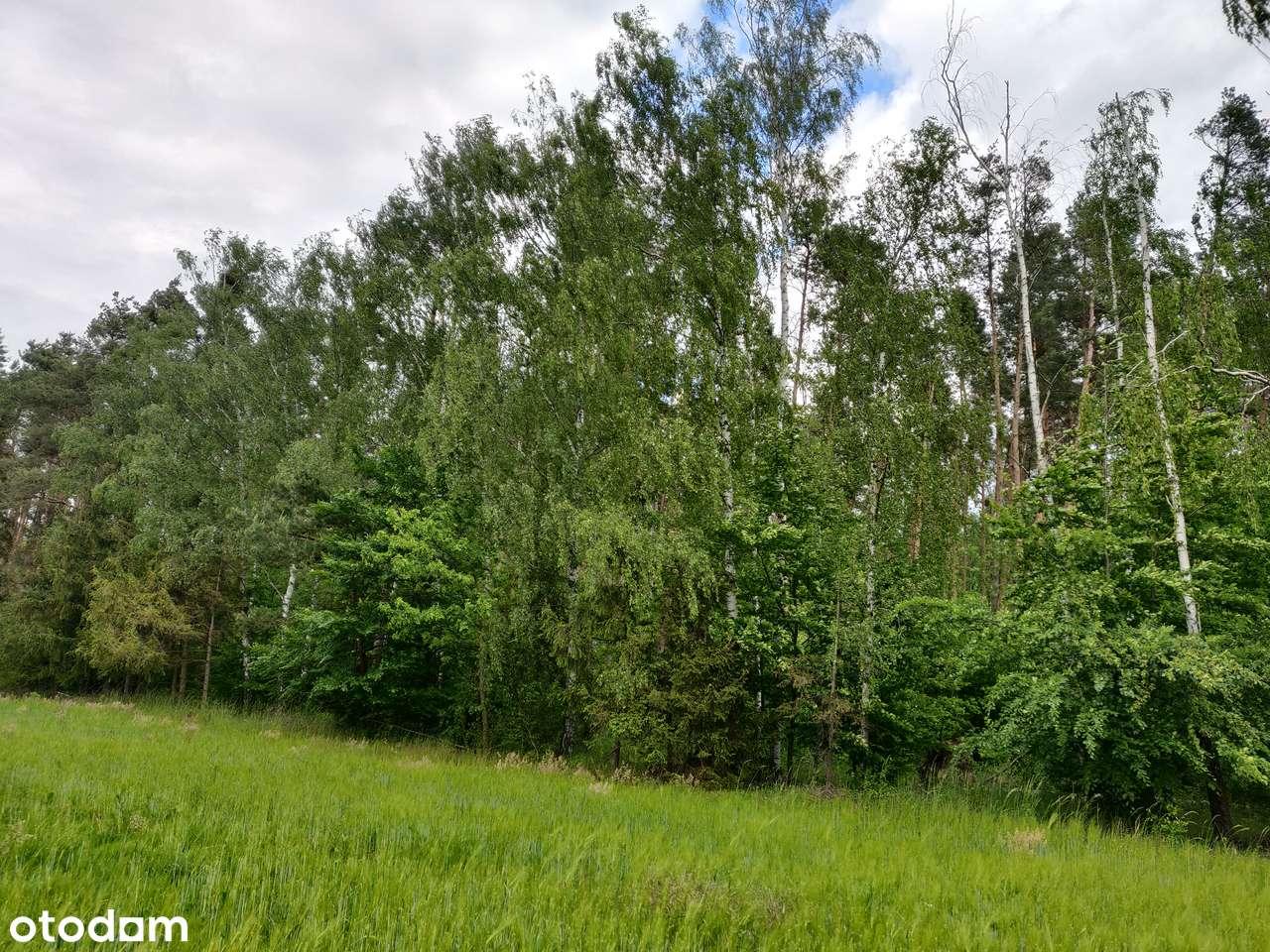 Nieruchomosc dzialka rolno-budowlana z lasem - Pełny obrazek: 5/7