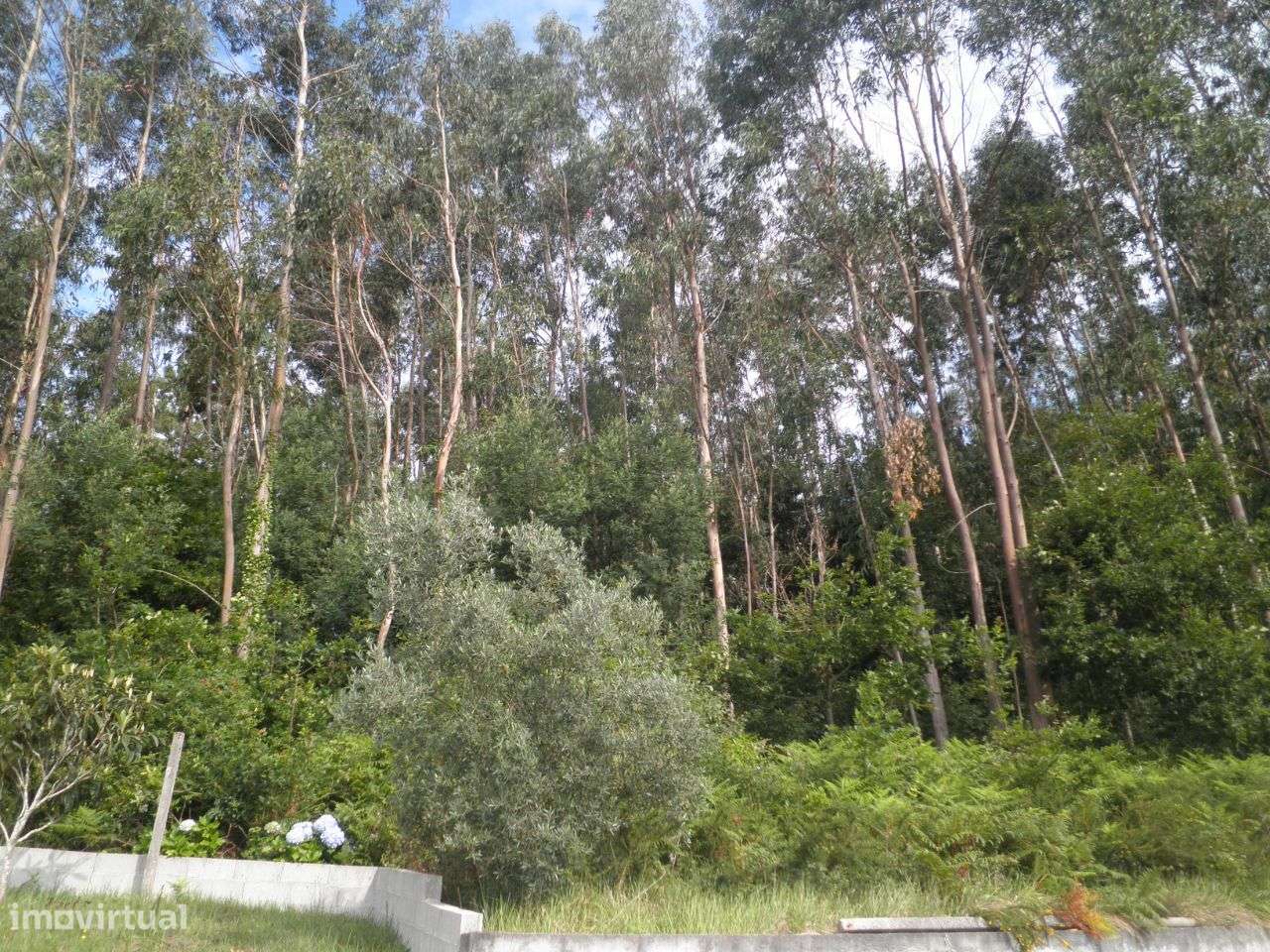 Terreno p/construção – Sever do Vouga - Grande imagem: 5/11