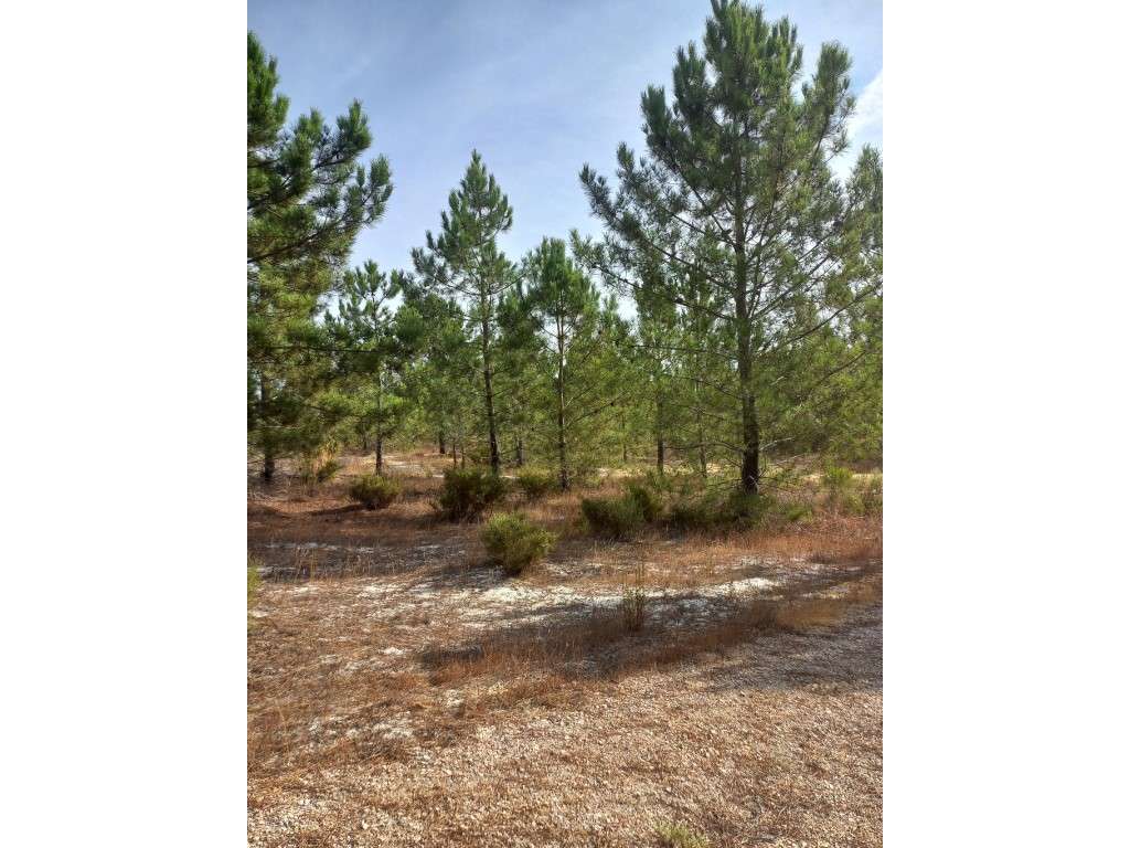 Terreno - Freguesia da Comporta-9