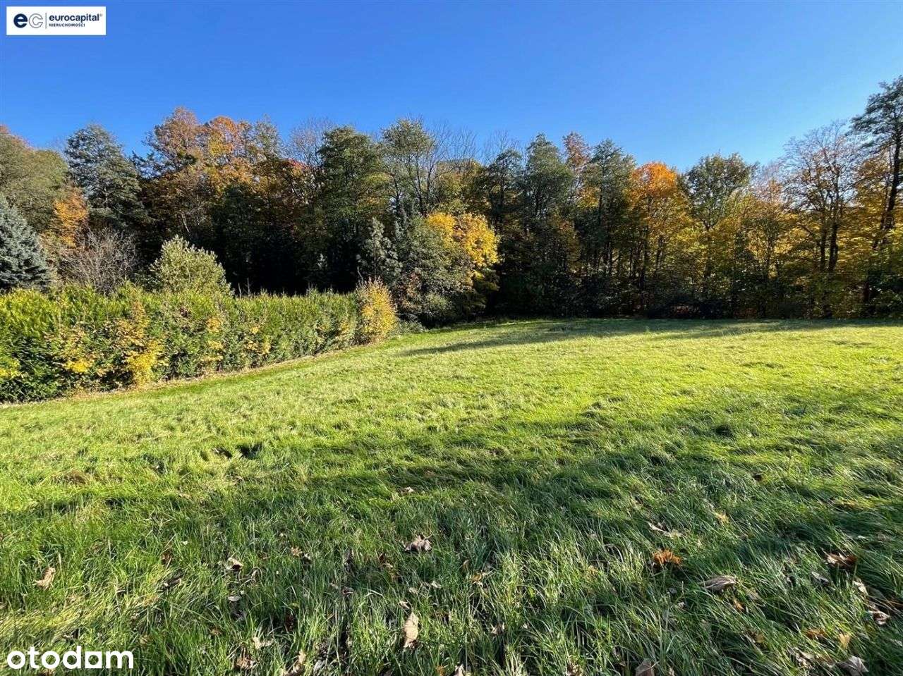 Duża działka w sasiedztwie zagajnika i strumyka!-4
