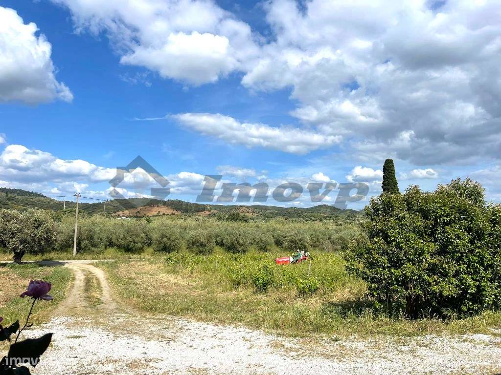 Quinta localizada a 1,5Km da Vidigueira-28